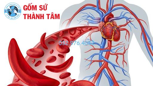 Sử dụng rượu ba kích với liều lượng phù hợp giúp tăng tuần hoàn máu