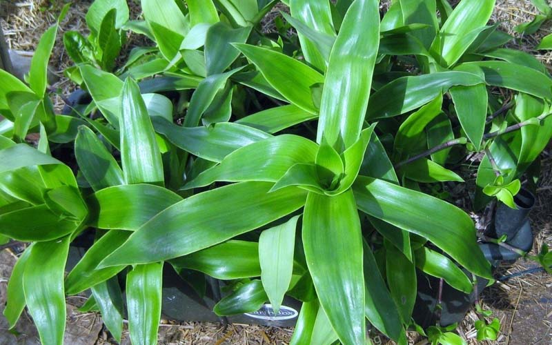 Hướng dẫn cách ngâm rượu cây lược vàng chuẩn hiệu quả tại nhà