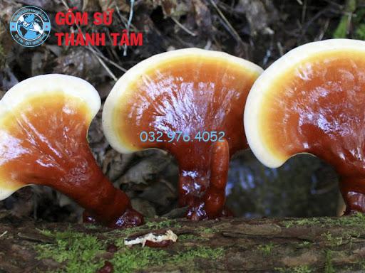 Nấm lim xanh ngâm rượu: Lợi ích và hướng dẫn cách ngâm rượu Nấm lim xanh ngâm rượu giúp tăng cường sức khỏe tổng thể